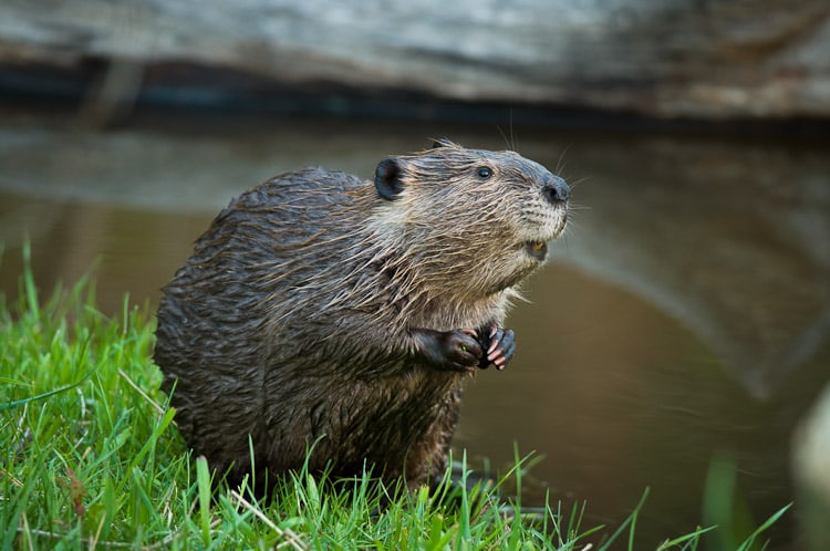 Beaver